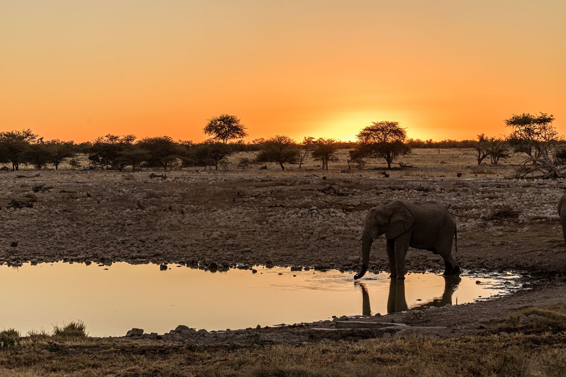 Baobab safari hero